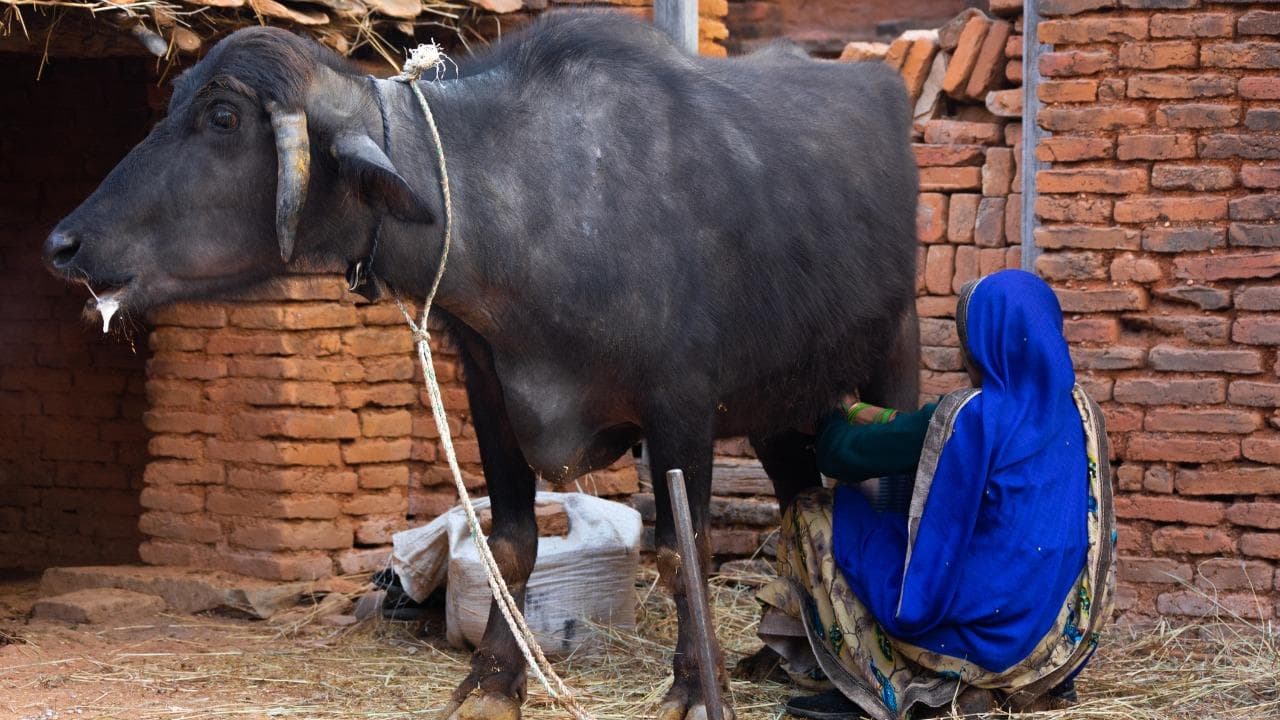 Milking a buffalo by hand in the courtyard