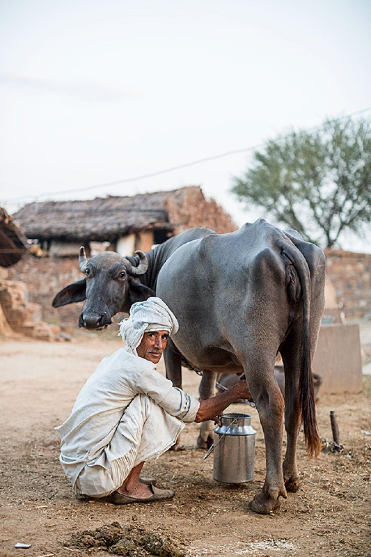 Farmer hand-milking a buffalo in the village