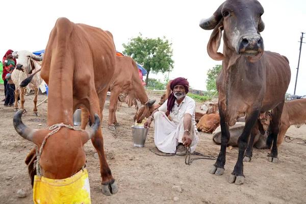 Happy Cattle